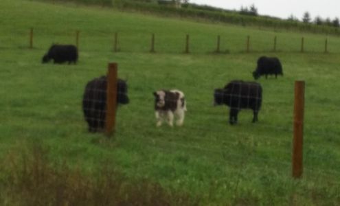 Easling Construction Co 5711 N Manitou Trail, Leland Michigan 49654