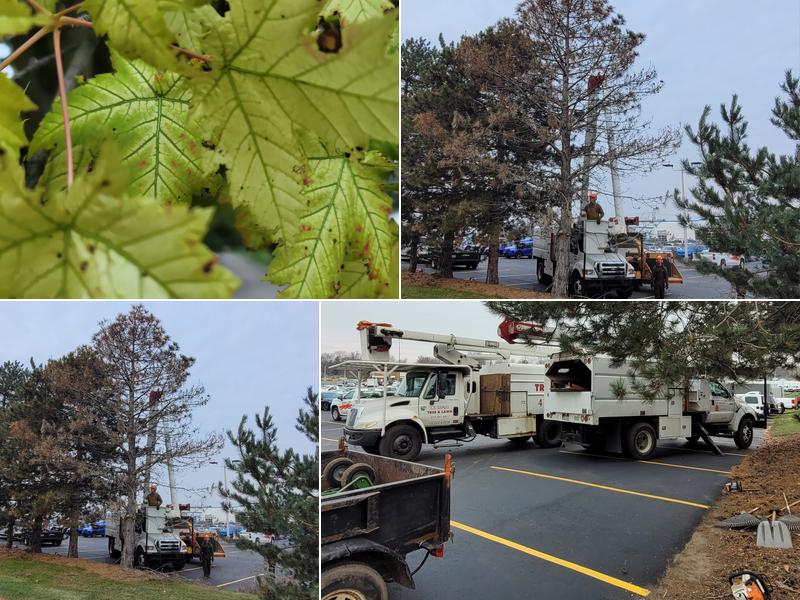 L E Savory Tree & Lawn Services Inc