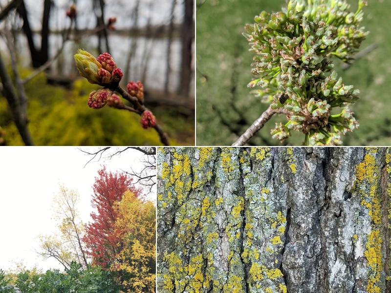 Morgan's Tree Service