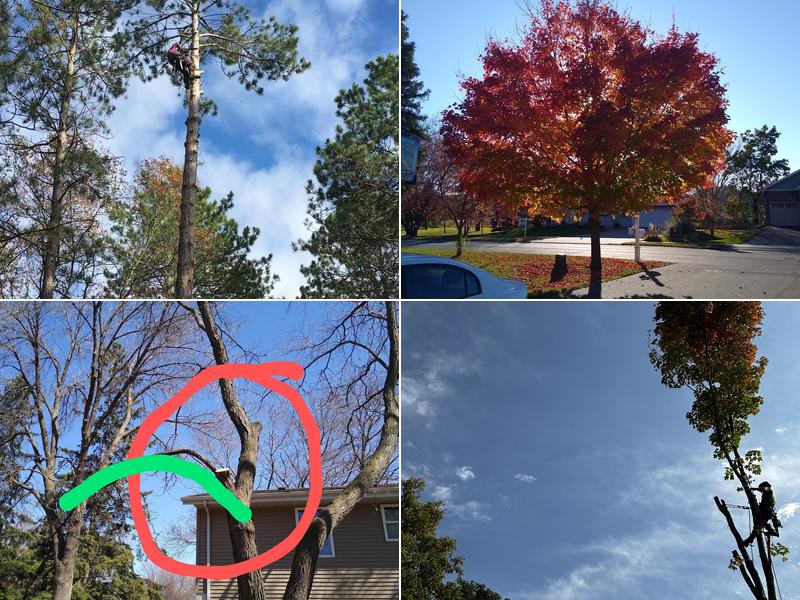 Jim Steele Tree Maintenance, inc.