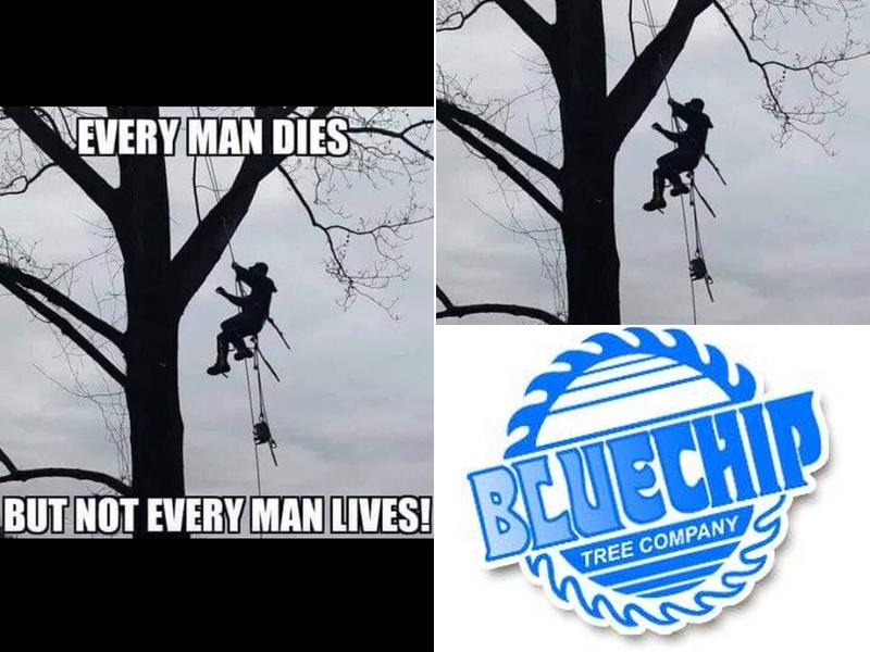 Bluechip Tree Company