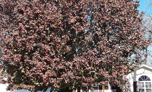 Dudley's tree and stump grinding 311 E Main St, Carterville Missouri 64835