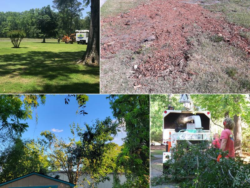 Seagate Tree Service