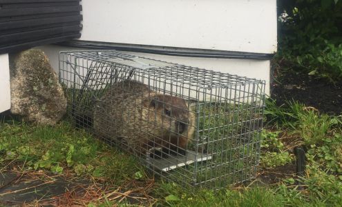 DeBow Wildlife Service 467 Main St, Plymouth New Hampshire 03264