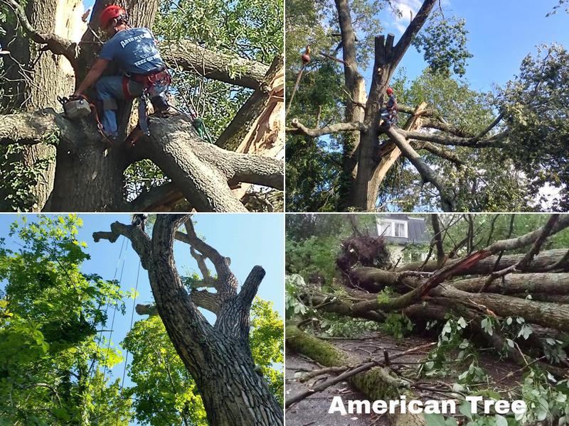 American Tree Service
