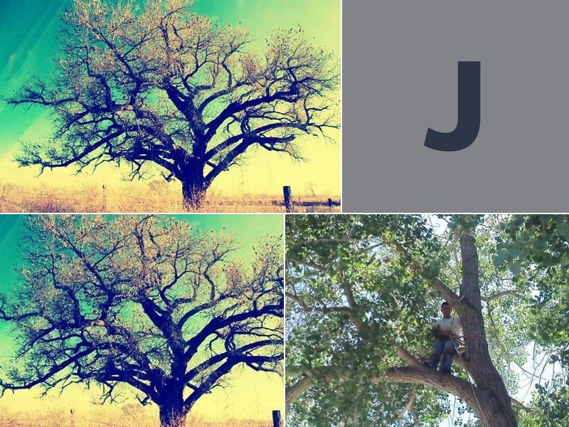 Jim & sons tree service