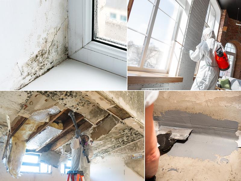 Green Tree Environmental LLC