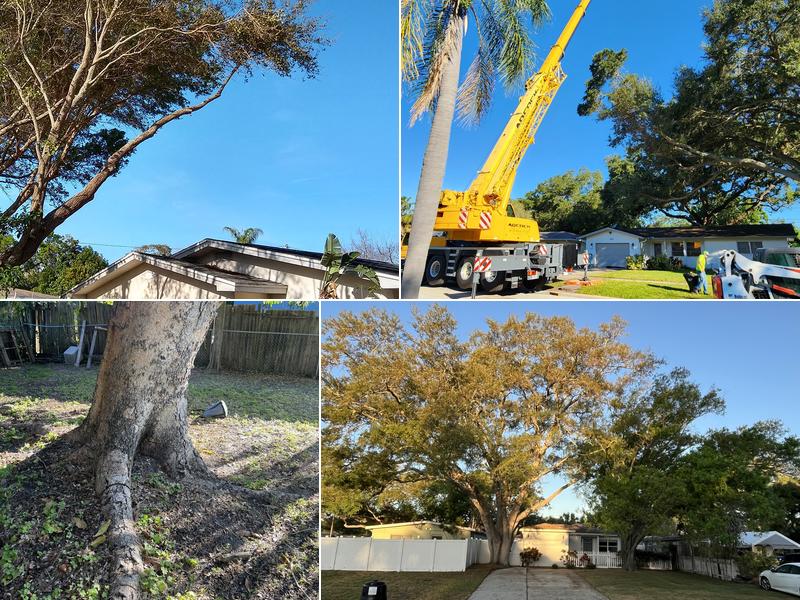 Coast to Coast tree service