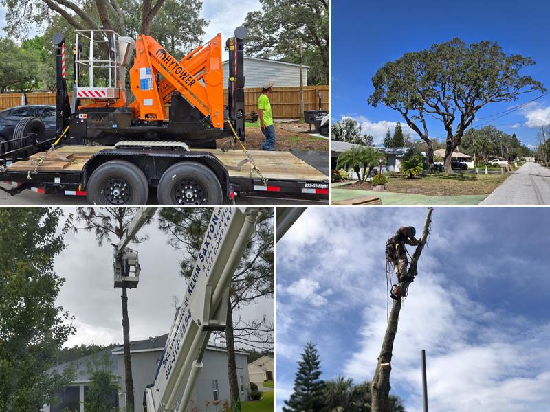 Tree Trimming by Kevin Saxton