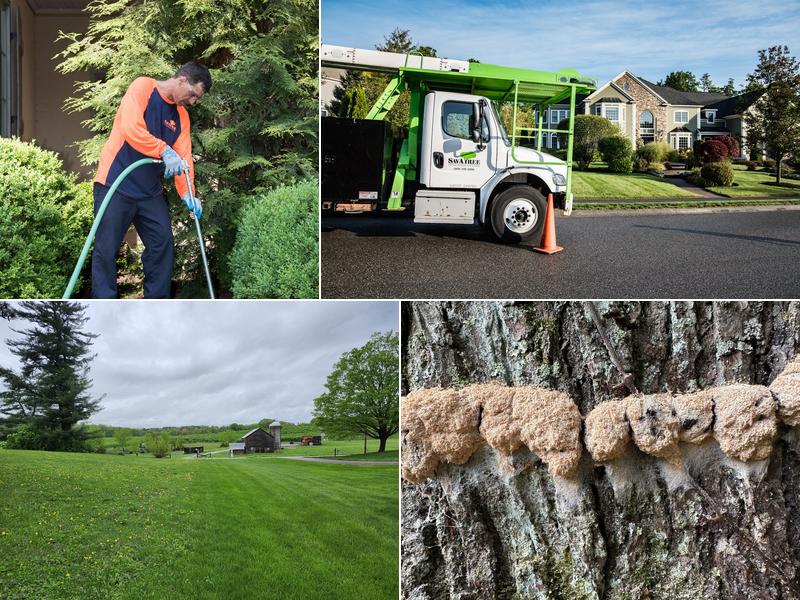 SavATree - Tree Service & Lawn Care