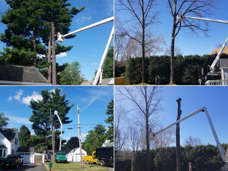 Richy's Tree Services