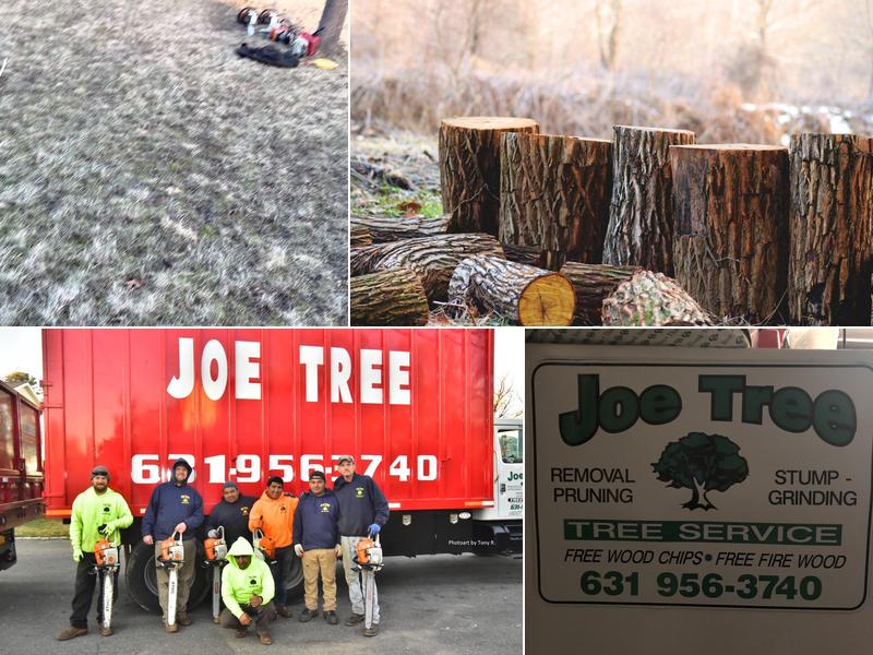 Joe Tree, Tree Service Inc