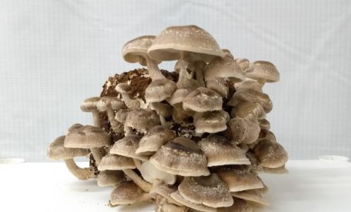 Bristol Mushrooms Springwater