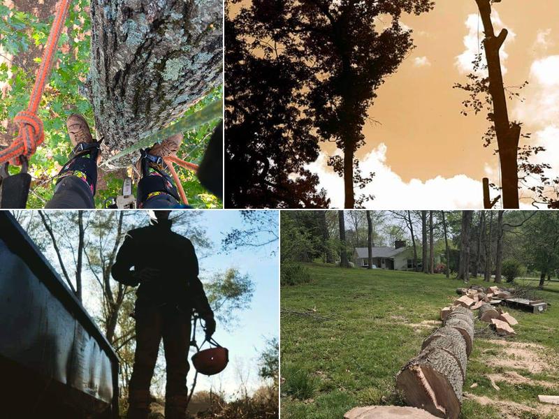 Lumberjakes Tree Service