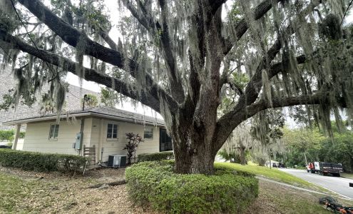 Above The Rest Tree Service