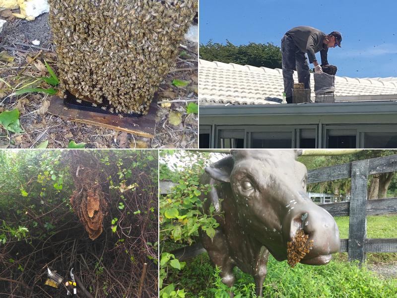 Loxahatchee Bee Removal