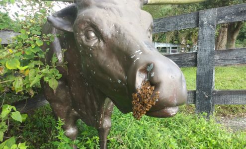 Loxahatchee Bee Removal