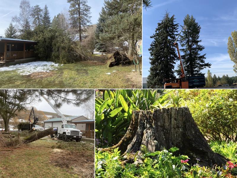 Lacey-K-Tree Service LLC