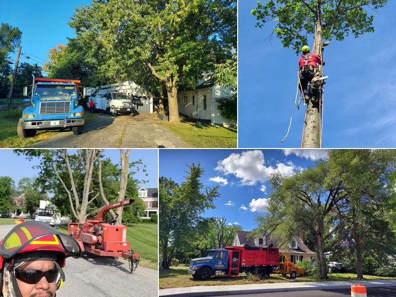 JYJ TREE MANAGEMENT LLP.