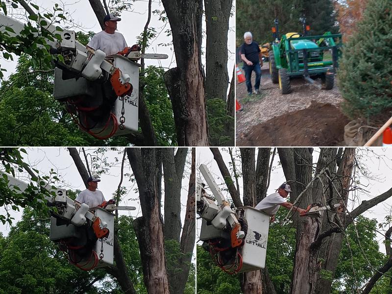 Shawn Ault's Tree Service