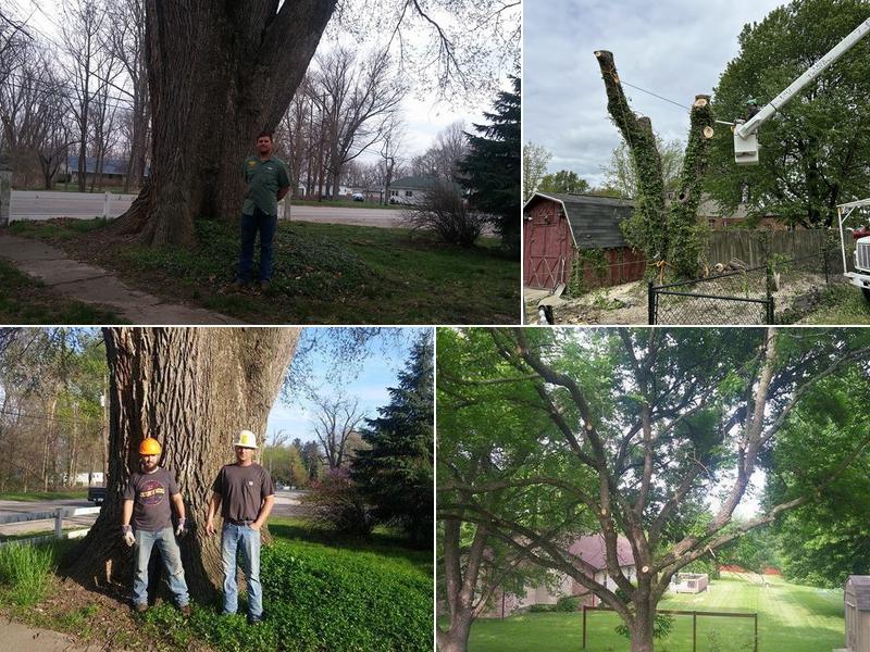 Salmon's Tree Service