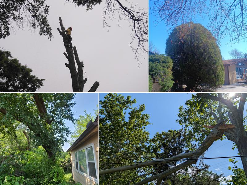 Crabtree's Tree Service