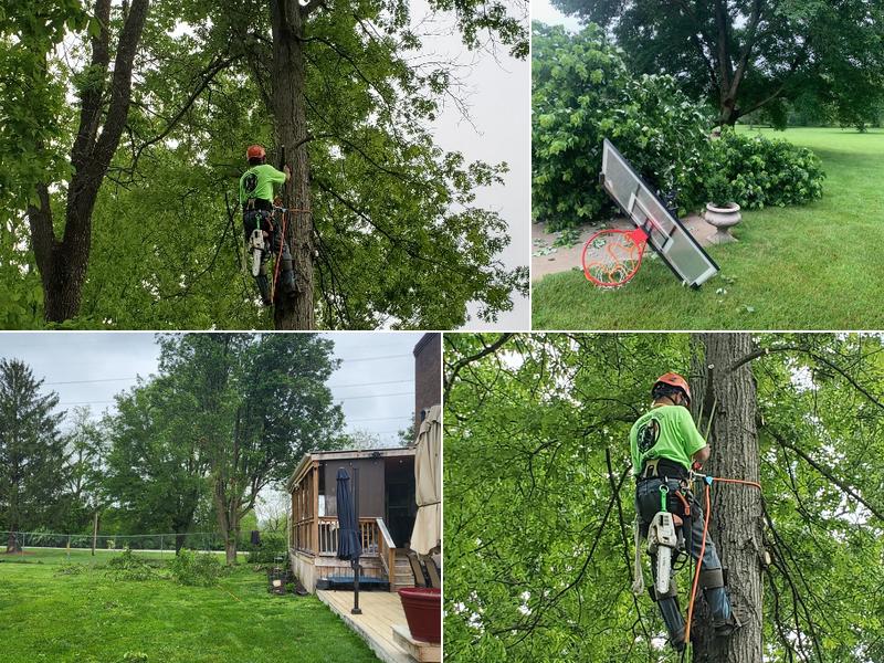 Bronson Services (Tree Care Specialists)