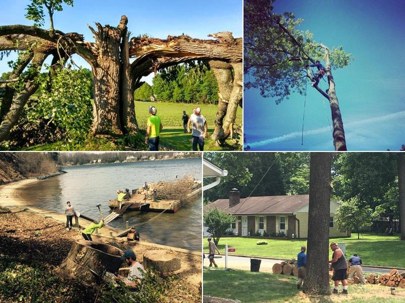 Tree World Tree Experts