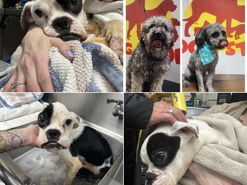 Allentown Wildlife Removal