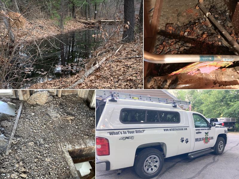 Wildlife X Team of New Hampshire