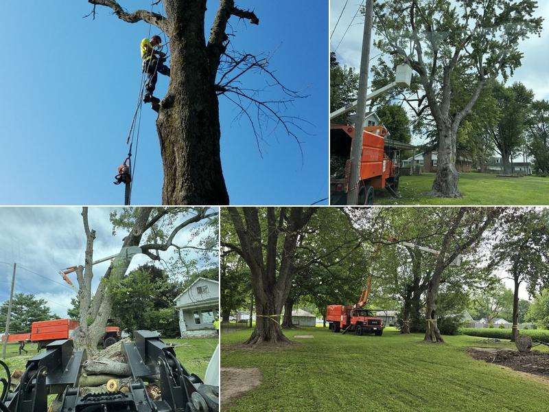 Morrow's Tree Service