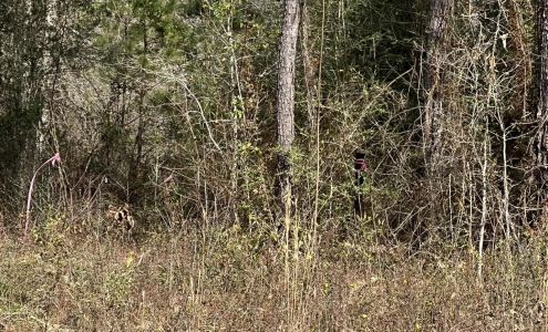 Austin Davis Lawn Care and Land Management