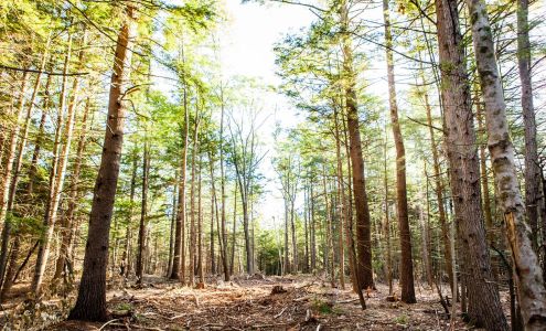 William A. Day Jr. & Sons Logging & Firewood Porter