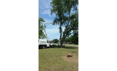 TrimCo Tree Experts 5337 Co Rd 14, Midland City Alabama 36350