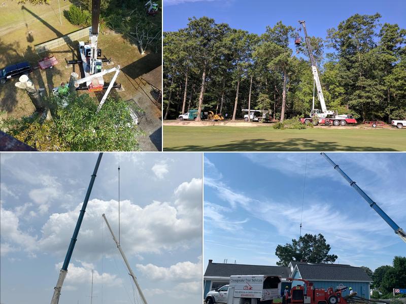 Chesapeake Tree Services LLC