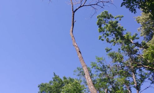 True Monkey Tree Care 1815 4th St, Perry Iowa 50220