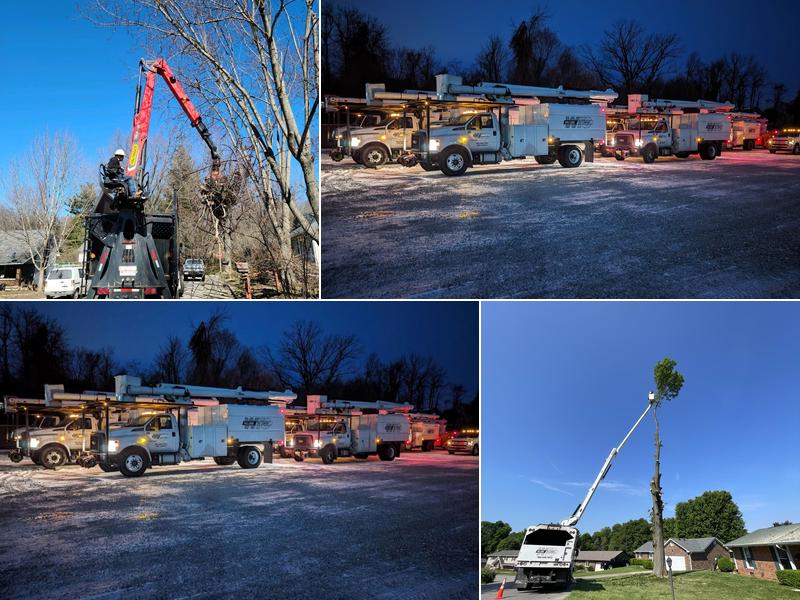 Williams Tree Company