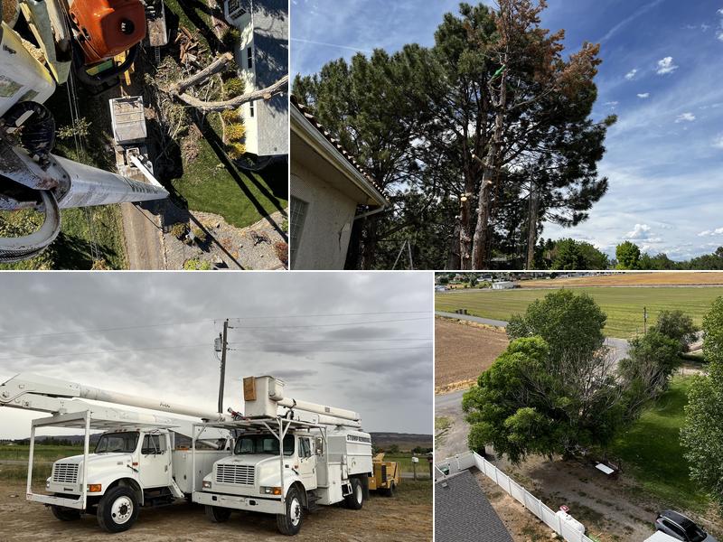 Atrium tree service