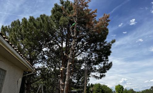 Atrium tree service 1284 M Rd, Loma Colorado 81524