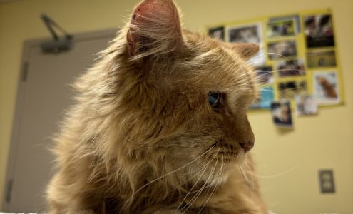 Kapuskasing Veterinary Hospital 2 Brunelle Rd S, Kapuskasing Ontario P5N 2T2