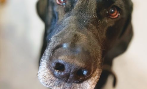 Jd's Dog Spa / Jessica D Paul Rawlins