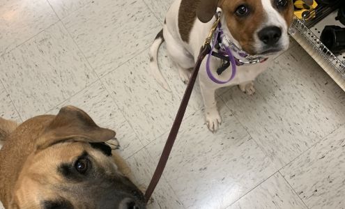 One Of A Kind Canine Rawlins