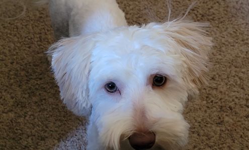 Pampered Pooches Rawlins