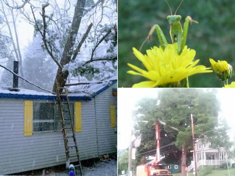 Williams Tree Service