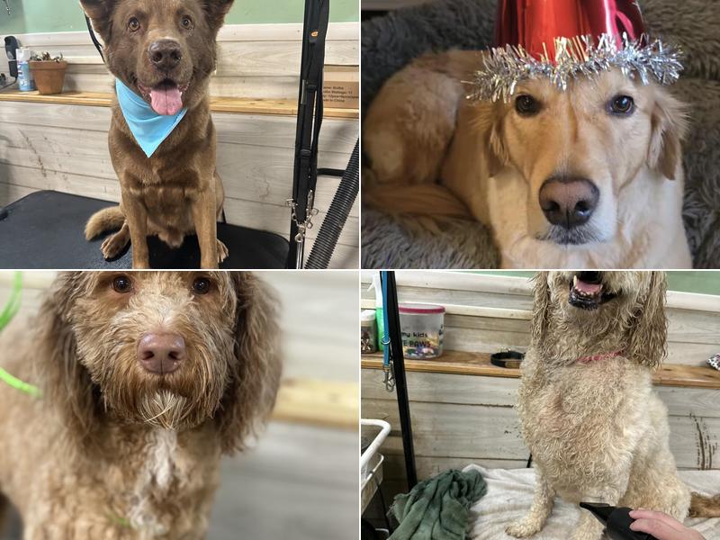 T&J’s Hair of the Dog