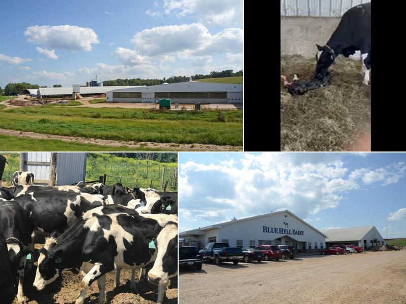 Blue Hyll Dairy 1440 459th Ave, Clinton
