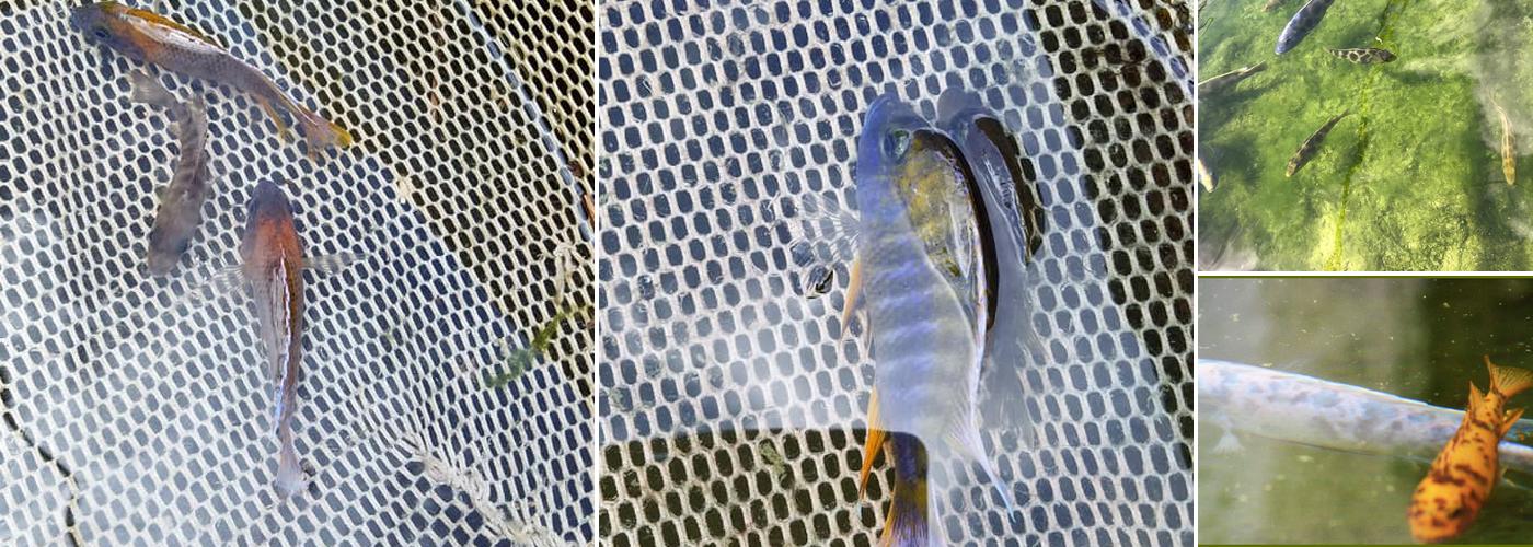 Schmalbach Aquaculture, Inc.