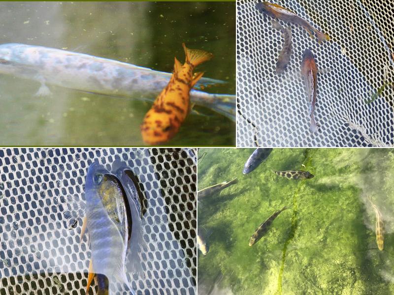 Schmalbach Aquaculture, Inc.