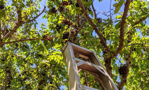 Seko Ranch Brentwood