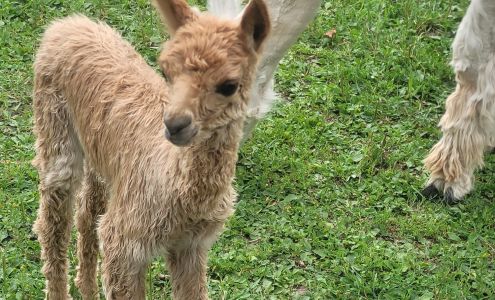 Suri Fina Alpaca Farm Washburn